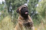 BULLMASTIFF 276